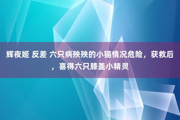 辉夜姬 反差 六只病殃殃的小猫情况危险，获救后，喜得六只膝盖小精灵