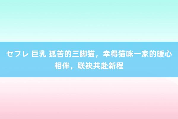 セフレ 巨乳 孤苦的三脚猫，幸得猫咪一家的暖心相伴，联袂共赴新程